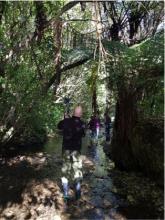 Greater Wellington Regional Council communication team getting their feet wet while filming SHMAK instructional videos in the Kaiwharawhara stream in October, 2018 [Photo credit – Amanda Valois]